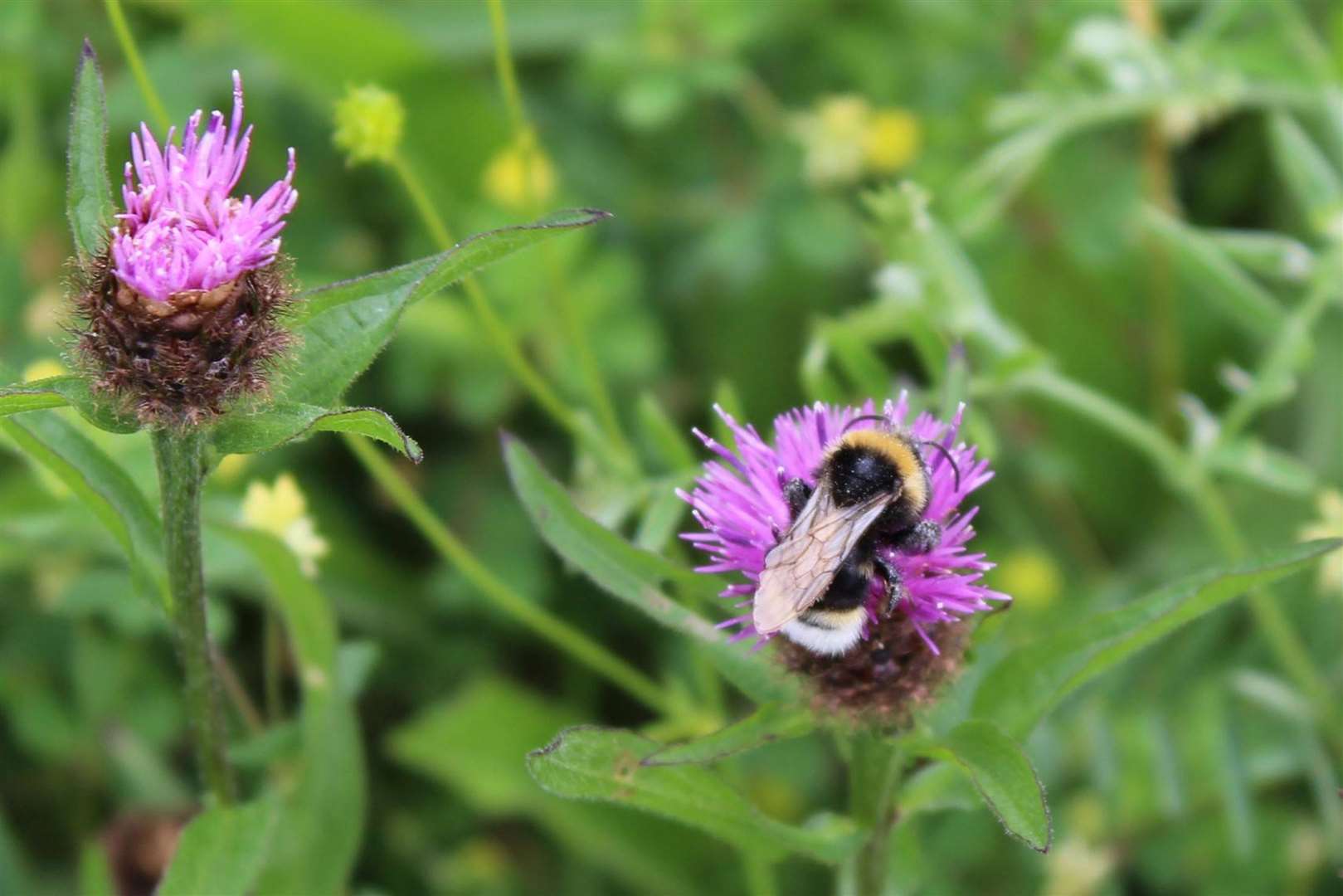 A bee on knapweed. Picture: National Botanic Garden of Wales/PA