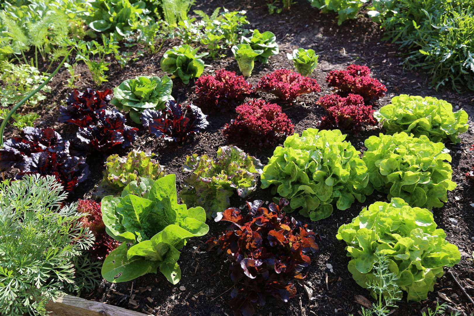 Lettuce can be planted as late as July. Picture: Charles Dowding/PA