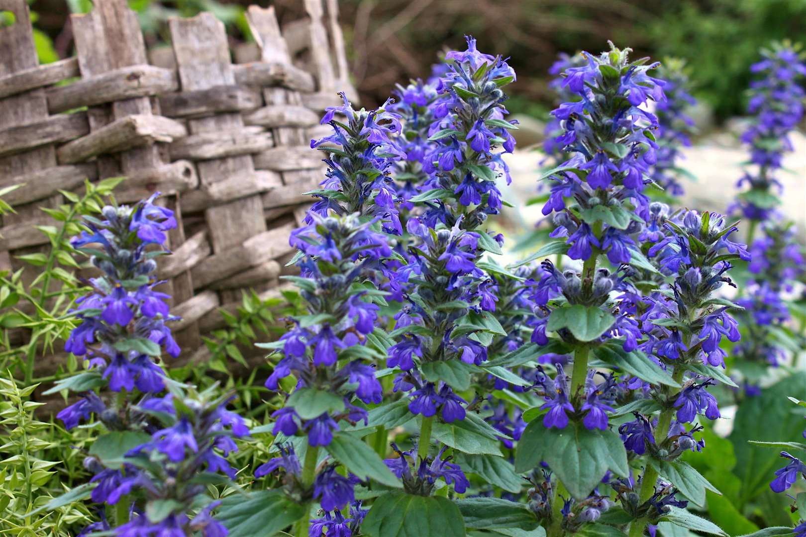 If you have a difficult spot to fill, such as a steep bank in shade, Ajuga reptans (bugle) is a strong evergreen, which carries spikes of blue flowers from late spring to midsummer. Picture: iStock/PA