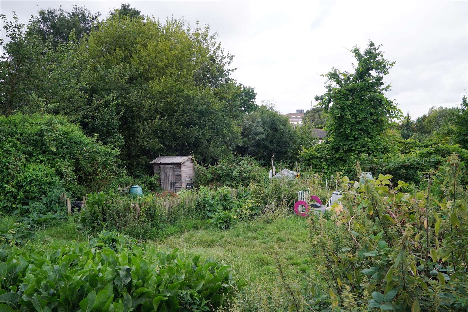 Park Road Allotments in Isleworth has been the backdrop for period dramas including The Madness Of King George and Gosford Park (Yui Mok/PA)