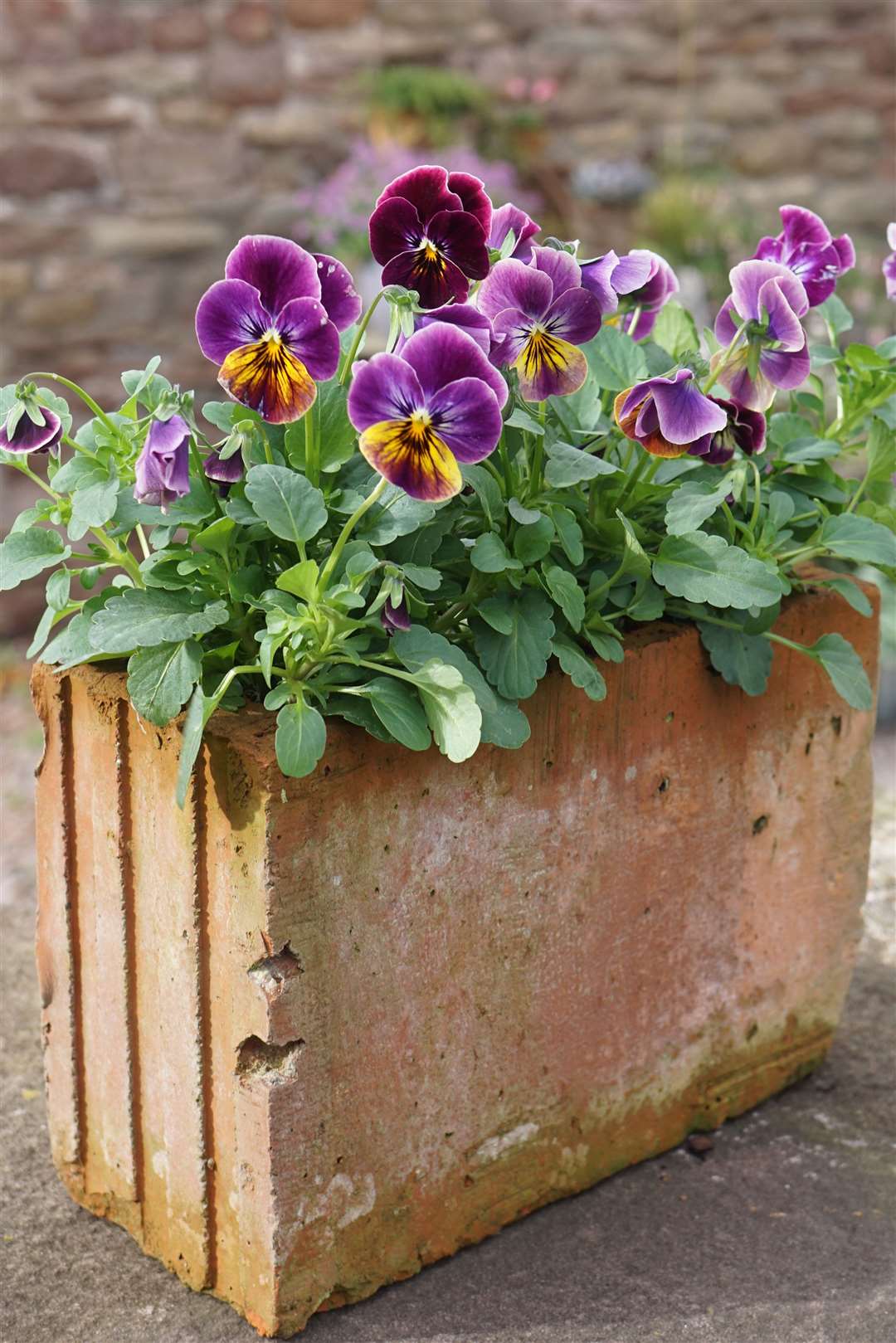 Viola 'Sorbet Antique Shade' in an old brick. Picture: Tom Harris/PA