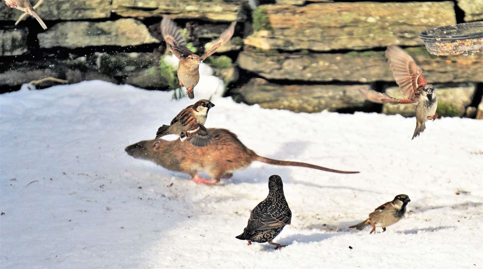 The running rat takes off with some birdseed and a sparrow appears to be taking a ride. Picture: DGS
