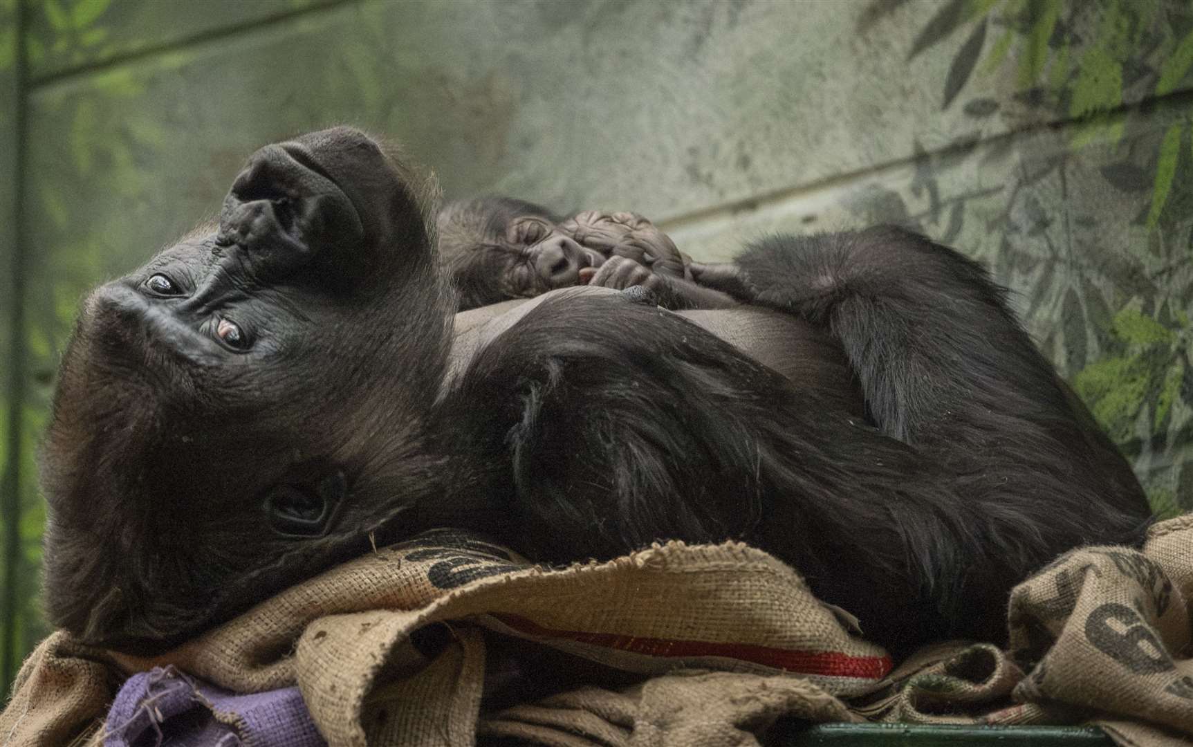 Mother, Mjukuu, cradles her newborn (J Kemeys/London Zoo)