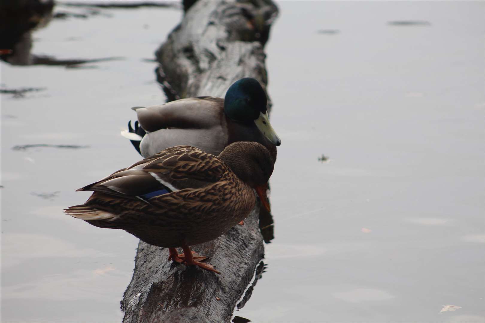 Ducks on Sanquhar Loch.