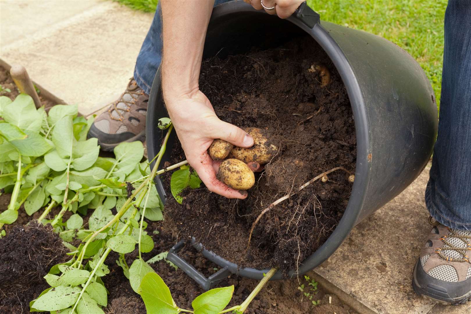 Potatoes being harvested from a bucket. Picture: iStock/PA