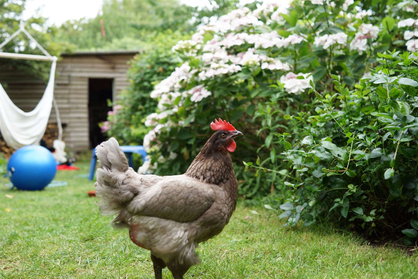 Chickens can be kept in relatively small gardens. Picture: iStock/PA
