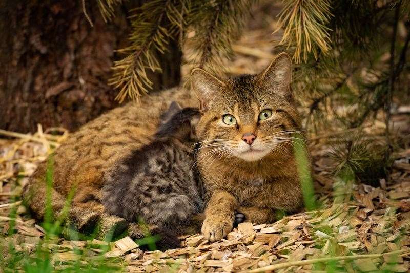 The wildcat kittens were born last month. Copyright: Aigas Field Centre.