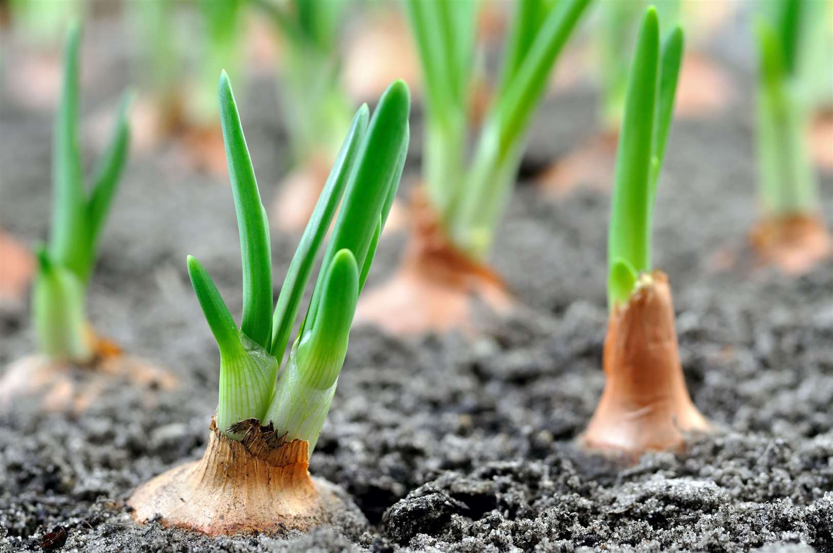 Growing onions. Picture: iStock/PA