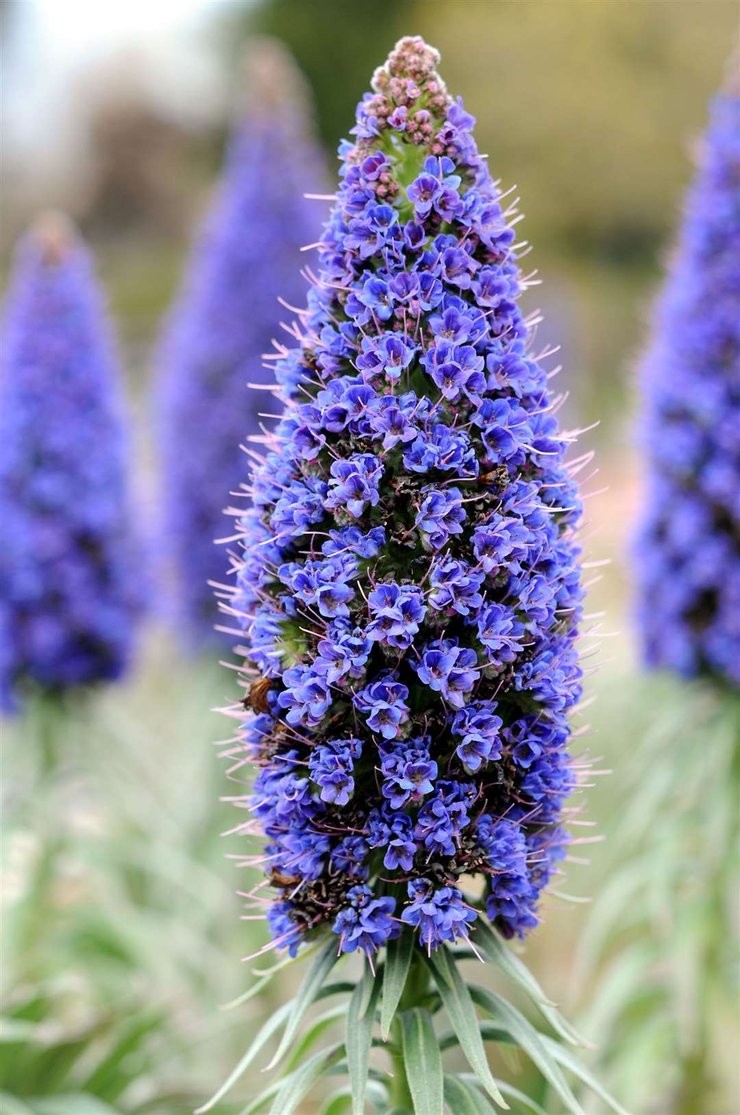 Echium fastuosum will need to be overwintered in a glasshouse. Picture: iStock/PA