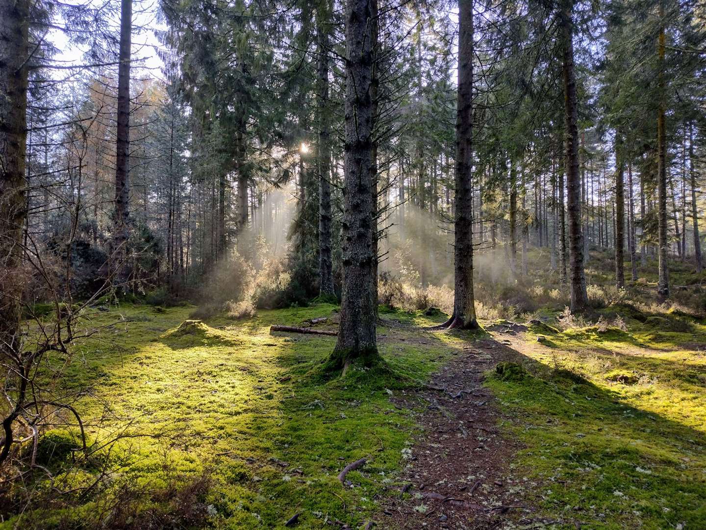 Winter sunshine in Culbokie Community Woodland. Picture: John Baraclough, Inverness