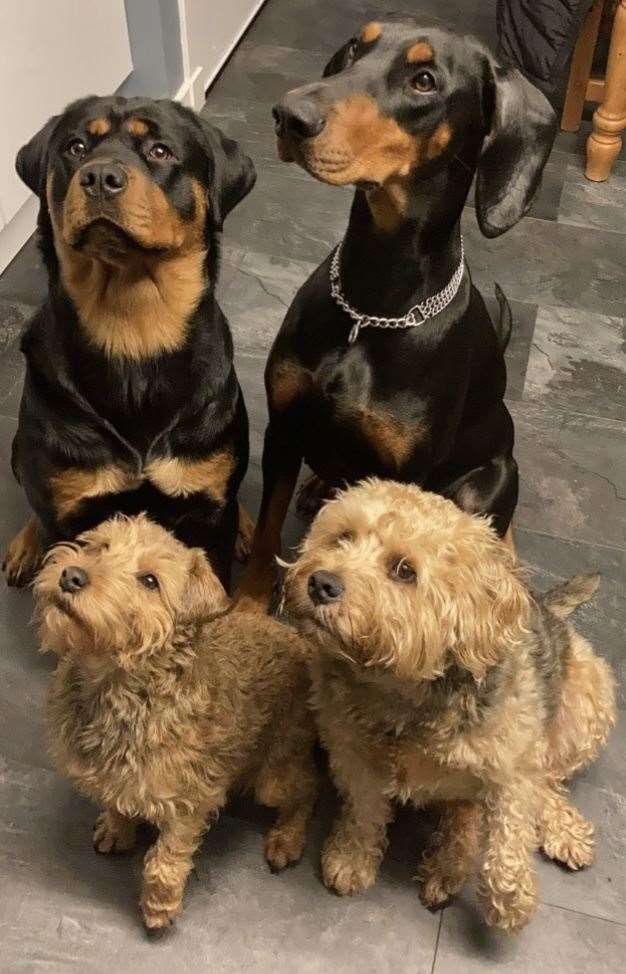 Xena the Rottweiler and Rogue the Doberman, Fergie the Lakeland Terrier, and Haggis border cross Lakeland.