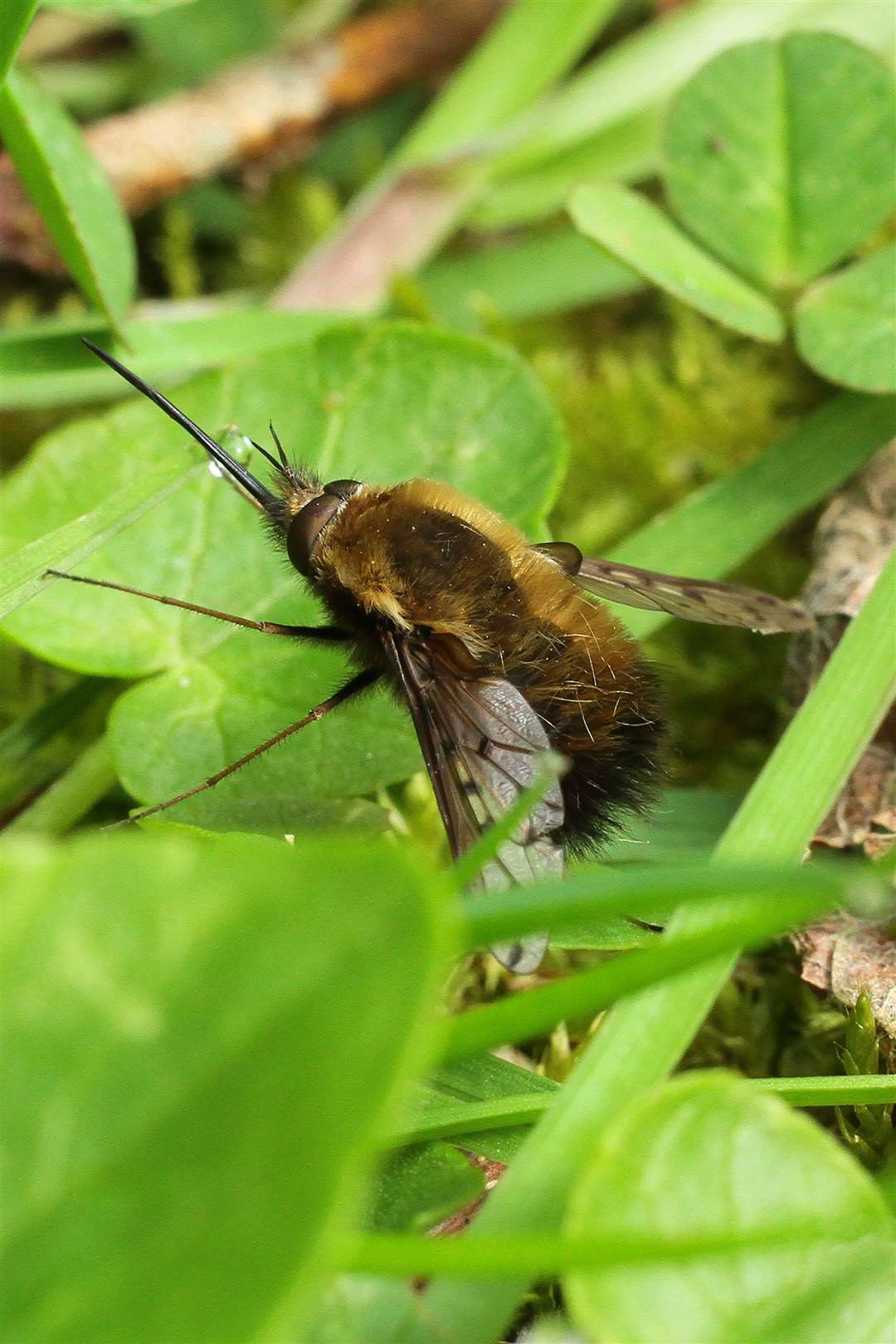 The bee fly is harmless to humans. Picture: iStock/ PA
