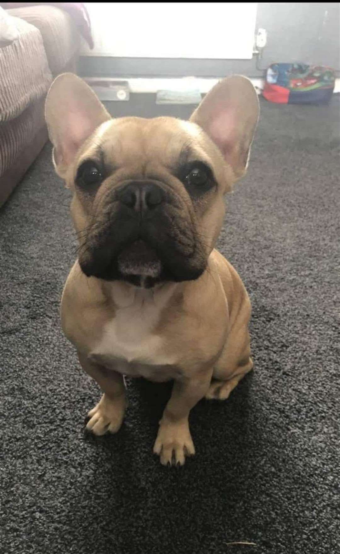 Minnie was reported missing back in March (RSPCA)