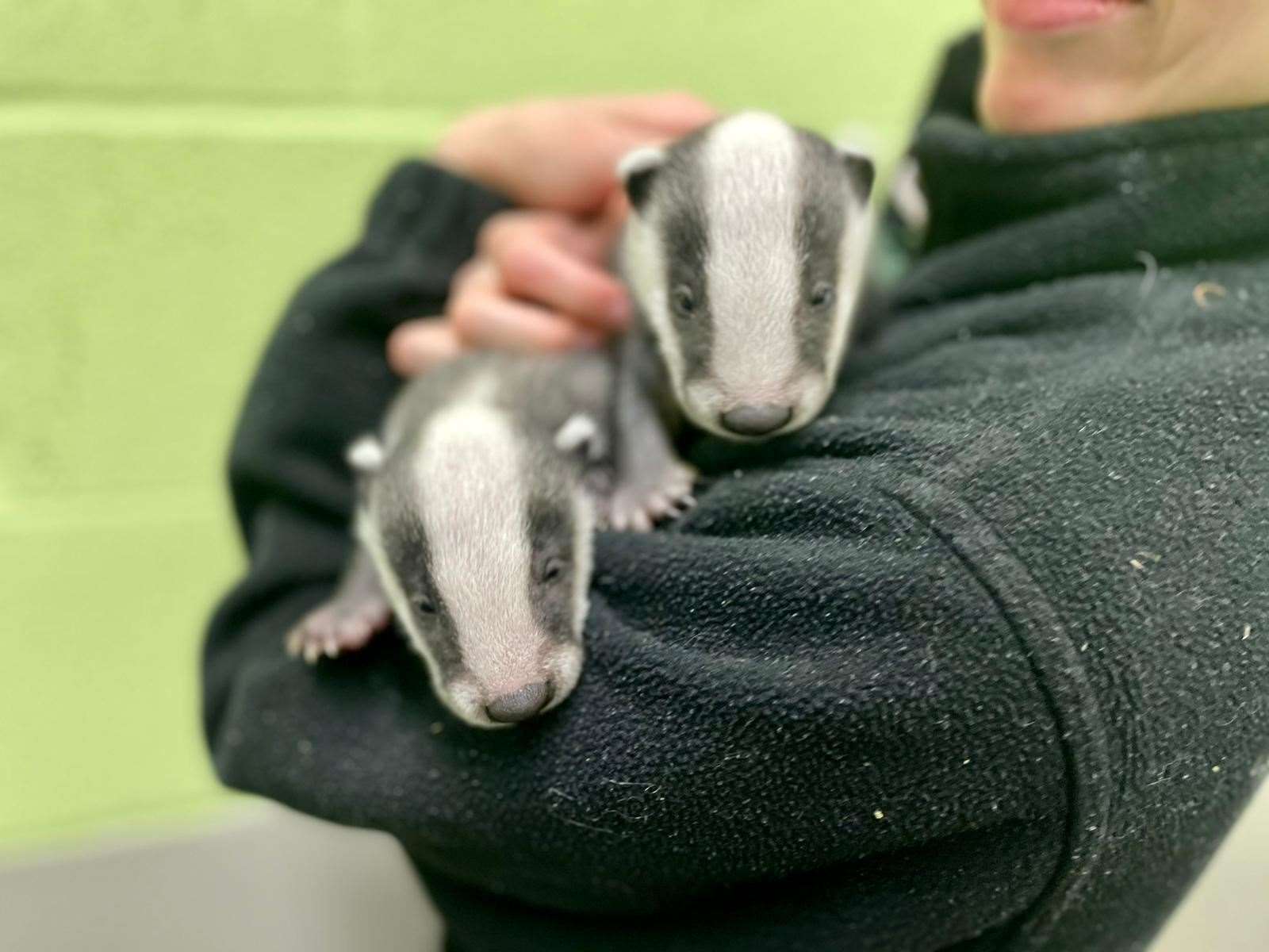 Scottish SPCA cares for five badger cubs including smallest badger since Lavender