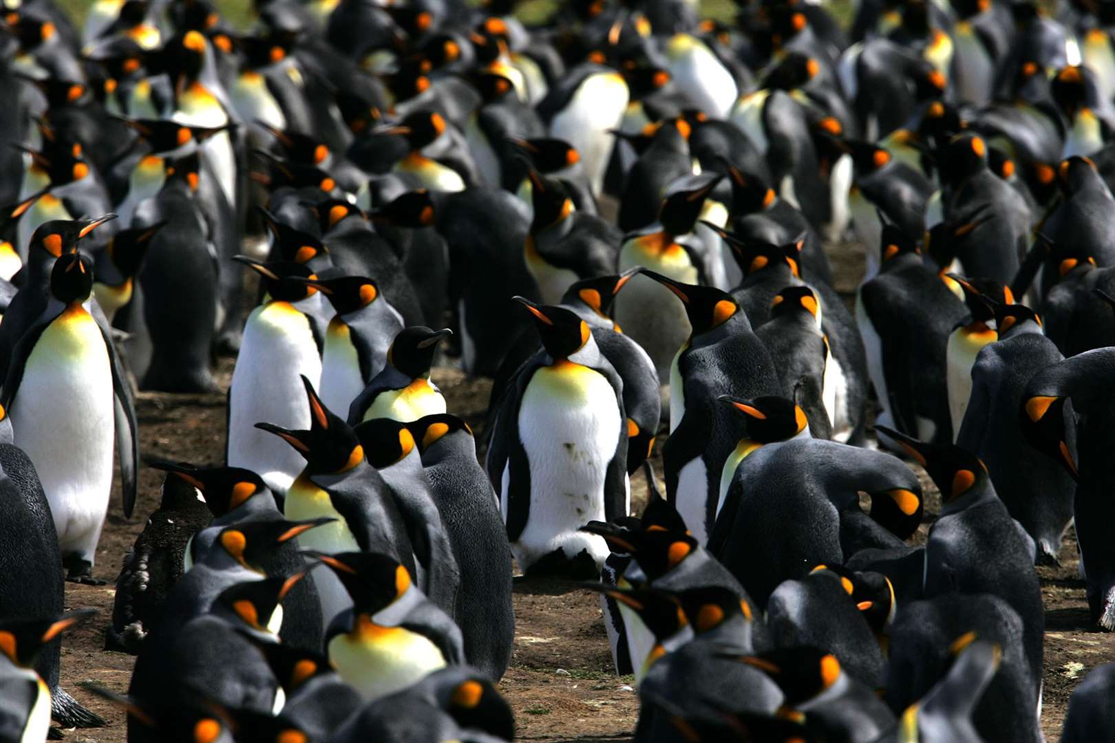 King Penguins at Volunteer Point, Falkland Islands (Cathal McNaughton/PA)
