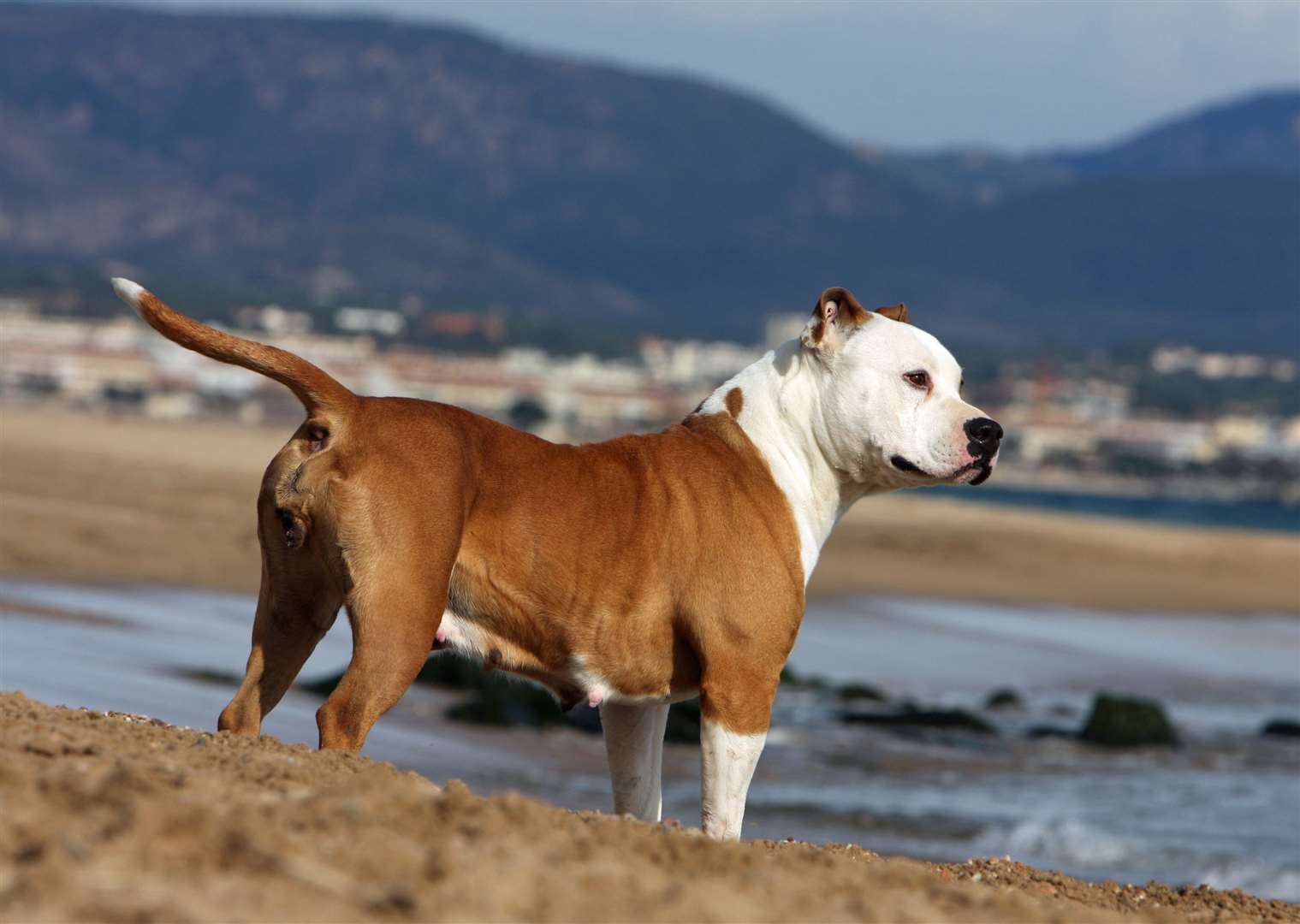 An American Staffordshire bull terrier. This is a stock image.