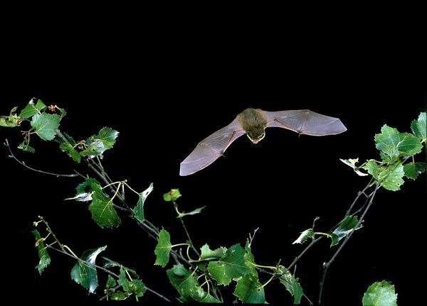 A bat at night. Photo: Hugh Clark