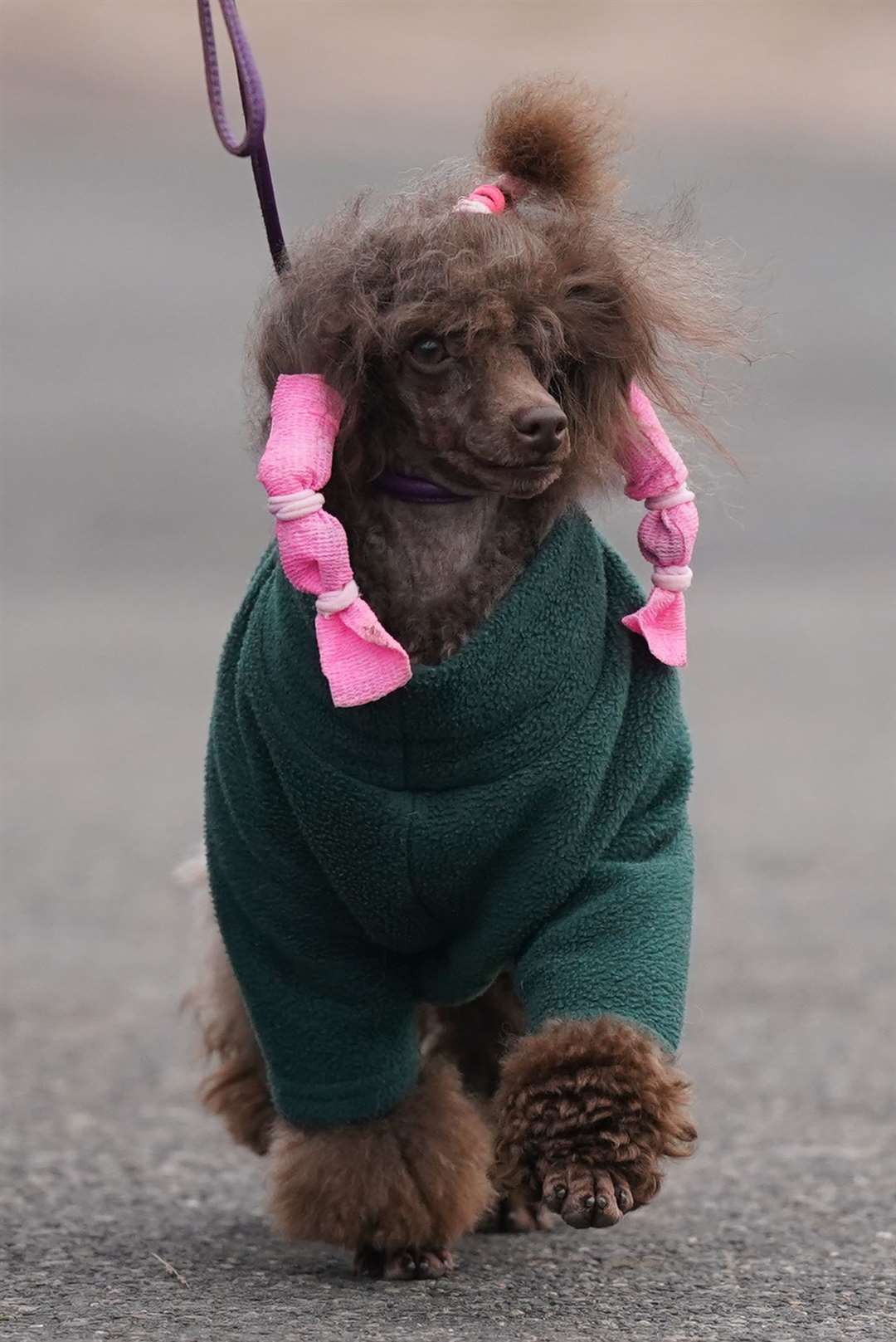 One dog wore a green coat and pink hair accessories (Jacob King/PA)