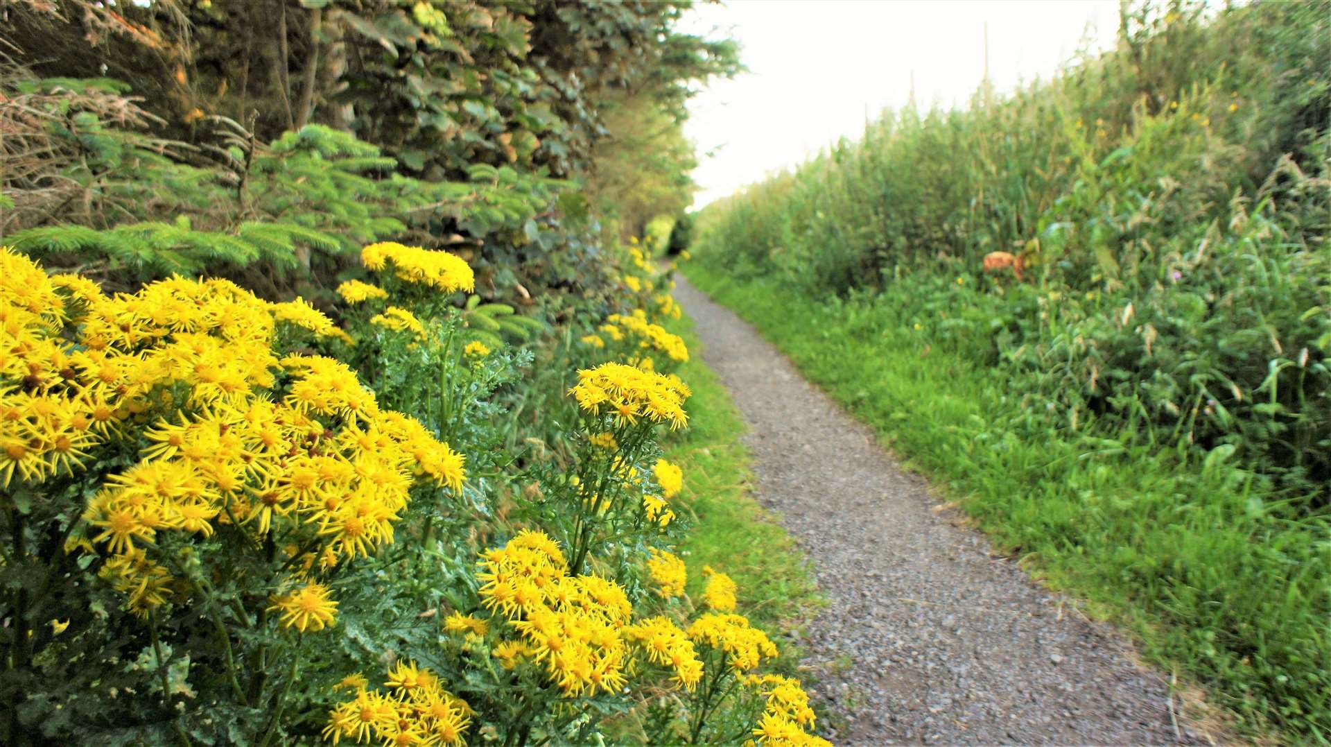 Ragwort growing along a path at Wick riverside. Picture: DGS