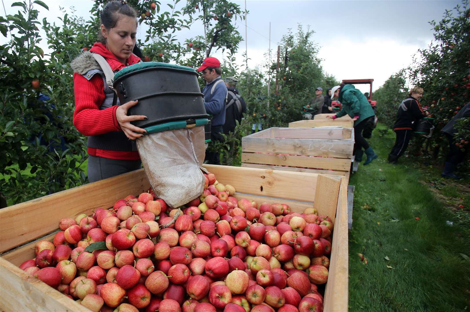 Fruit picking jobs in europe 2012