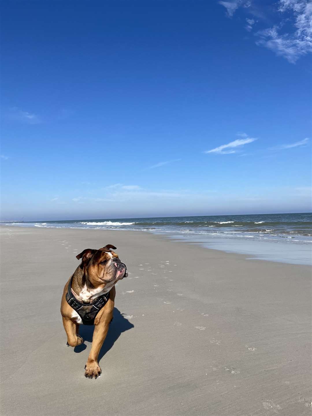 Bowser loves the beach.