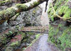 The bridges cross the burn a number of times to lead you through the gorge, with lichen and mosses dripping off the overhanging branches.