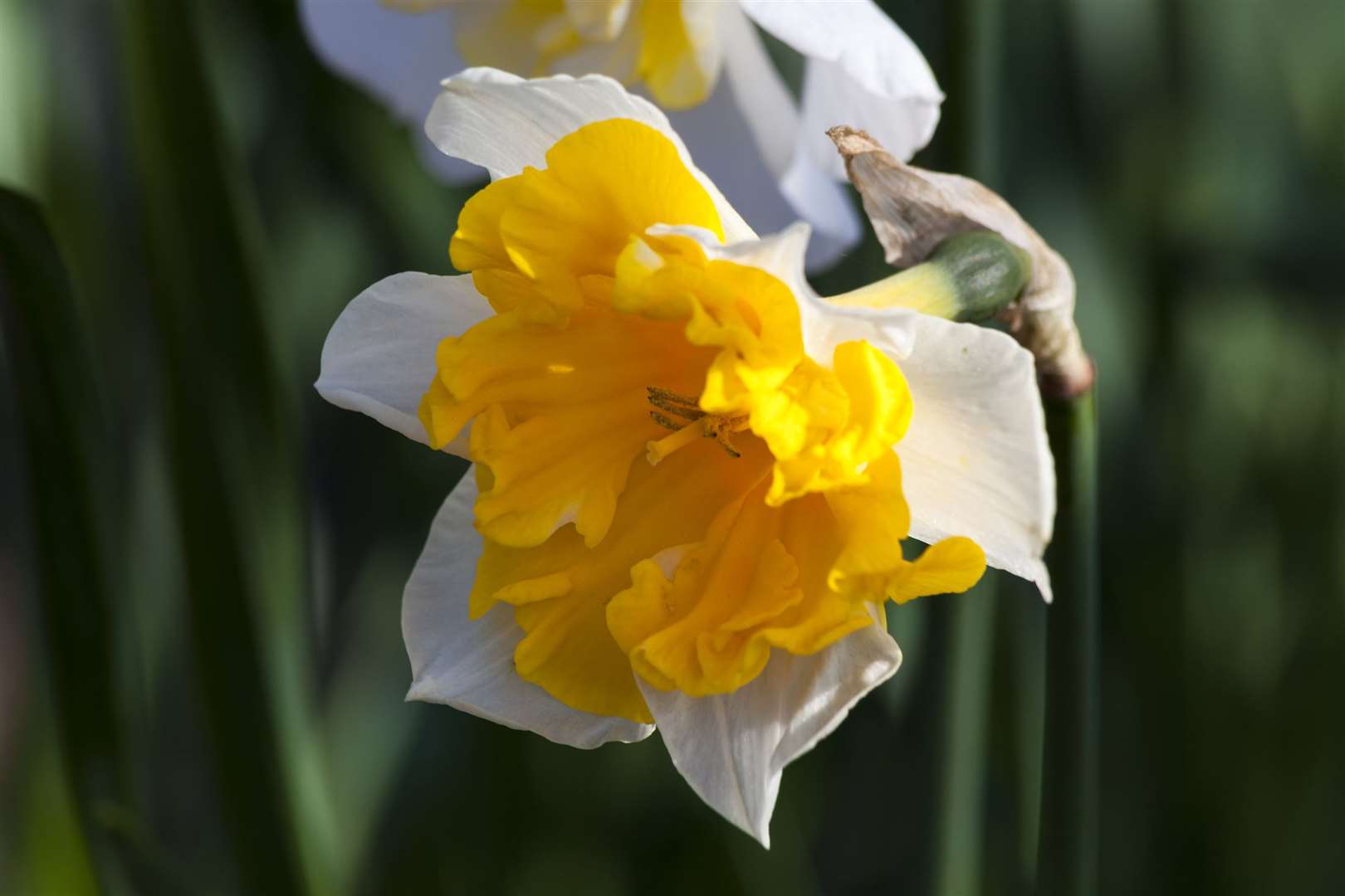 Narcissus Orangery. Picture: iStock/PA