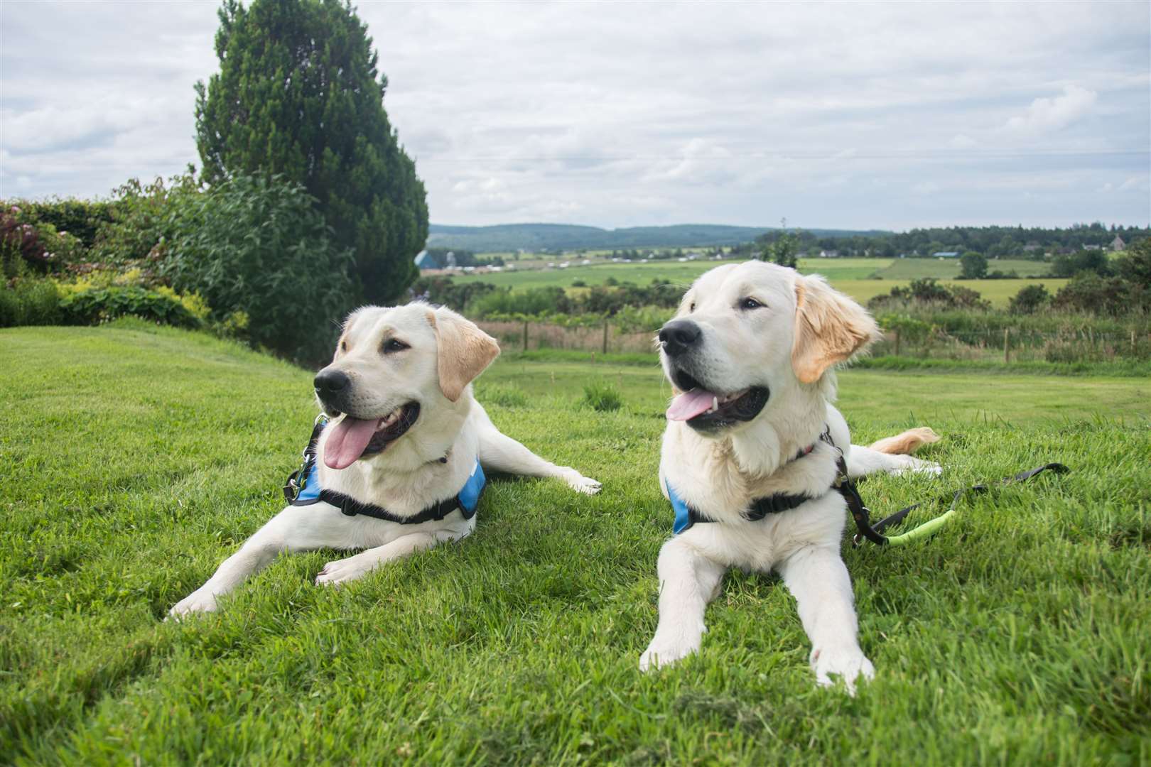 Bramble (L) a Labrador/Golden Retriever cross and Gizmo a Golden Retriever...Puppies in training to be Guide Dogs for the Blind. They have received their blue coats, reminding people not to distract them..Picture: Becky Saunderson. Image No. 044441.