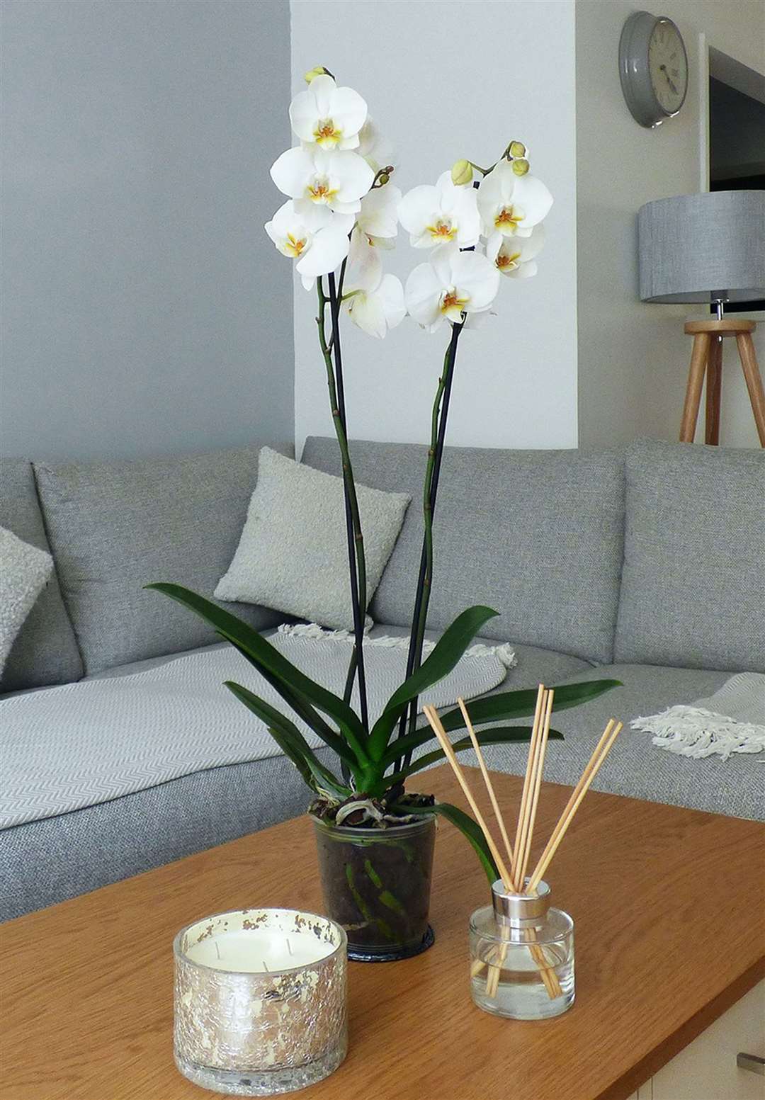 There are orchids to suit different tastes, such as this white phalaenopsis. Picture: Love Orchids/PA