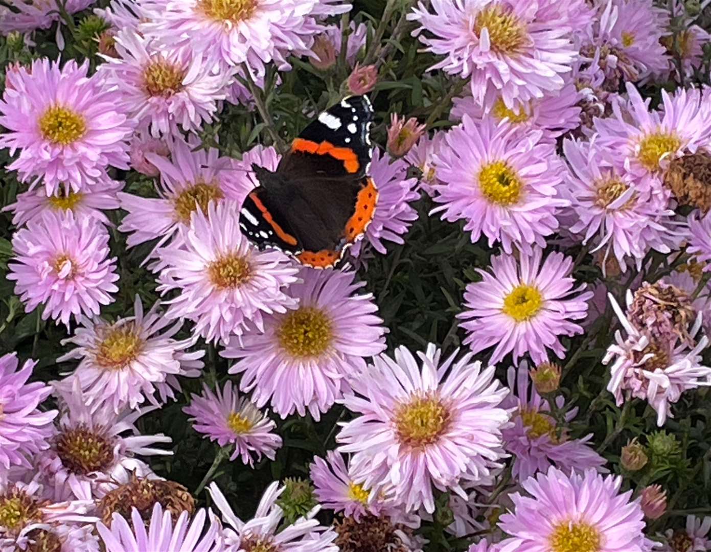 Red Admiral butterfly enjoying the Asters. Picture: Jennifer Laws
