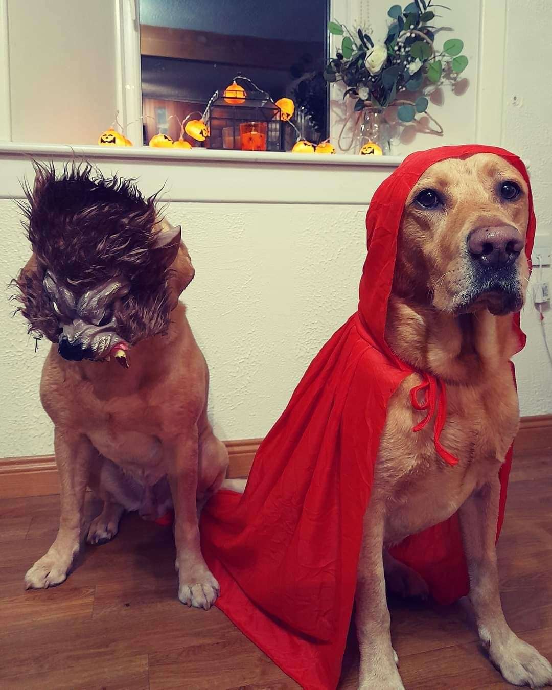 Cookie and Toffee the labradors dressed as the main charaters from Little Red Riding Hood