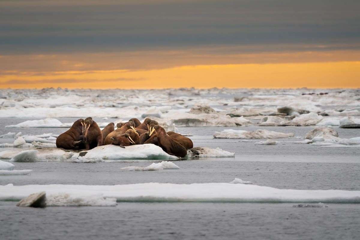 A herd of walruses on an ice floe in Svalbard, Norway (Richard Barrett / WWF-UK/PA)
