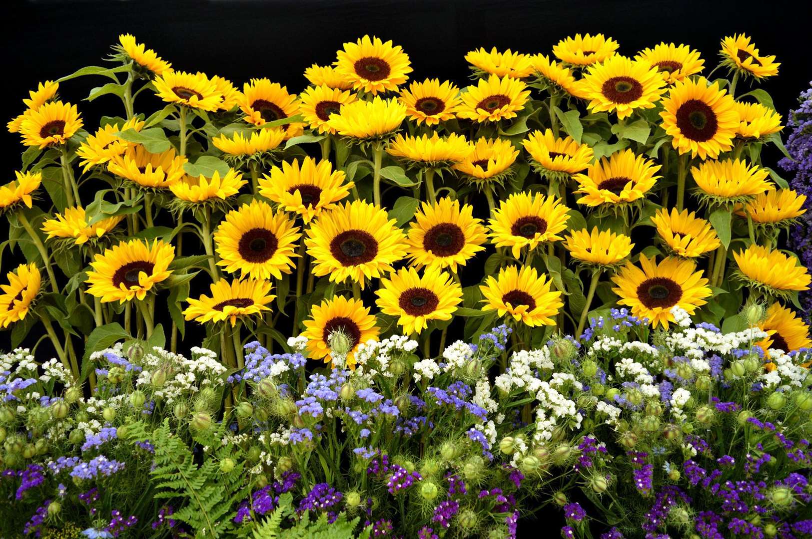 Sunflowers are a good flower for beginners to start with. Picture: iStock/PA