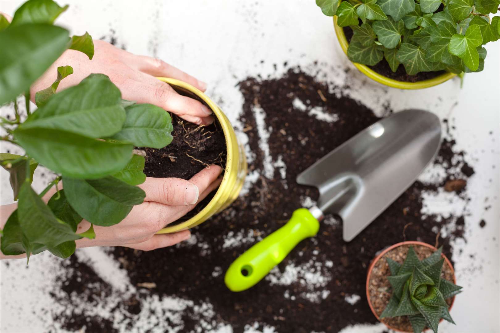 Houseplants are generally easy to repot. Picture: iStock/PA