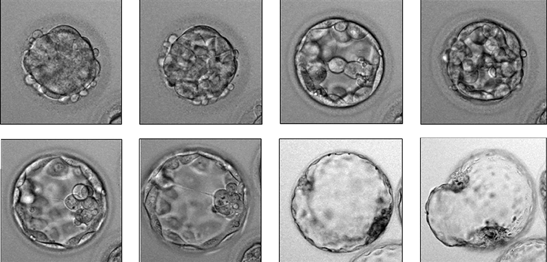Timelapse images showing an early embryo developing (PA)