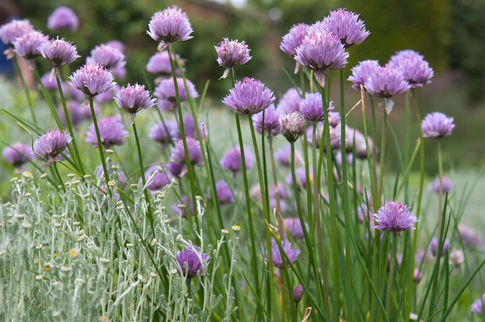 Chives. Picture: Tim Sandall/RHS/PA