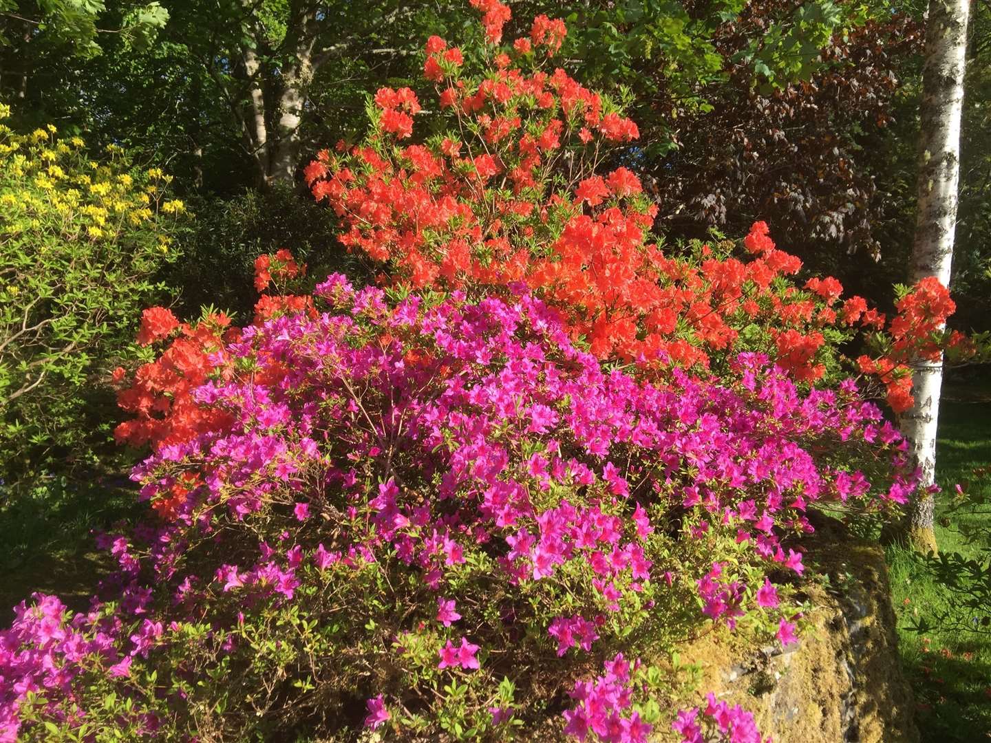Attadale Gardens showcases its collection of rhododendrons as part of the Scottish Rhododendron Festival.