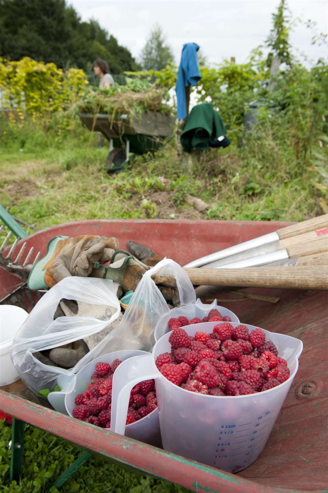 Volunteers harvesting raspberries at Old Sleningford farm, near Ripon, North Yorkshire (Paul Harris/2020VISION/PA)
