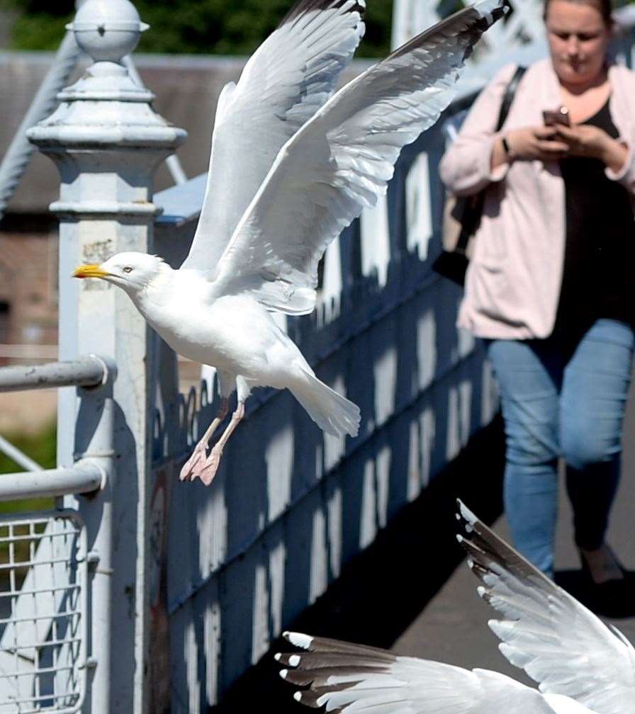 Seagulls at Greig Street Bridge, Inverness.