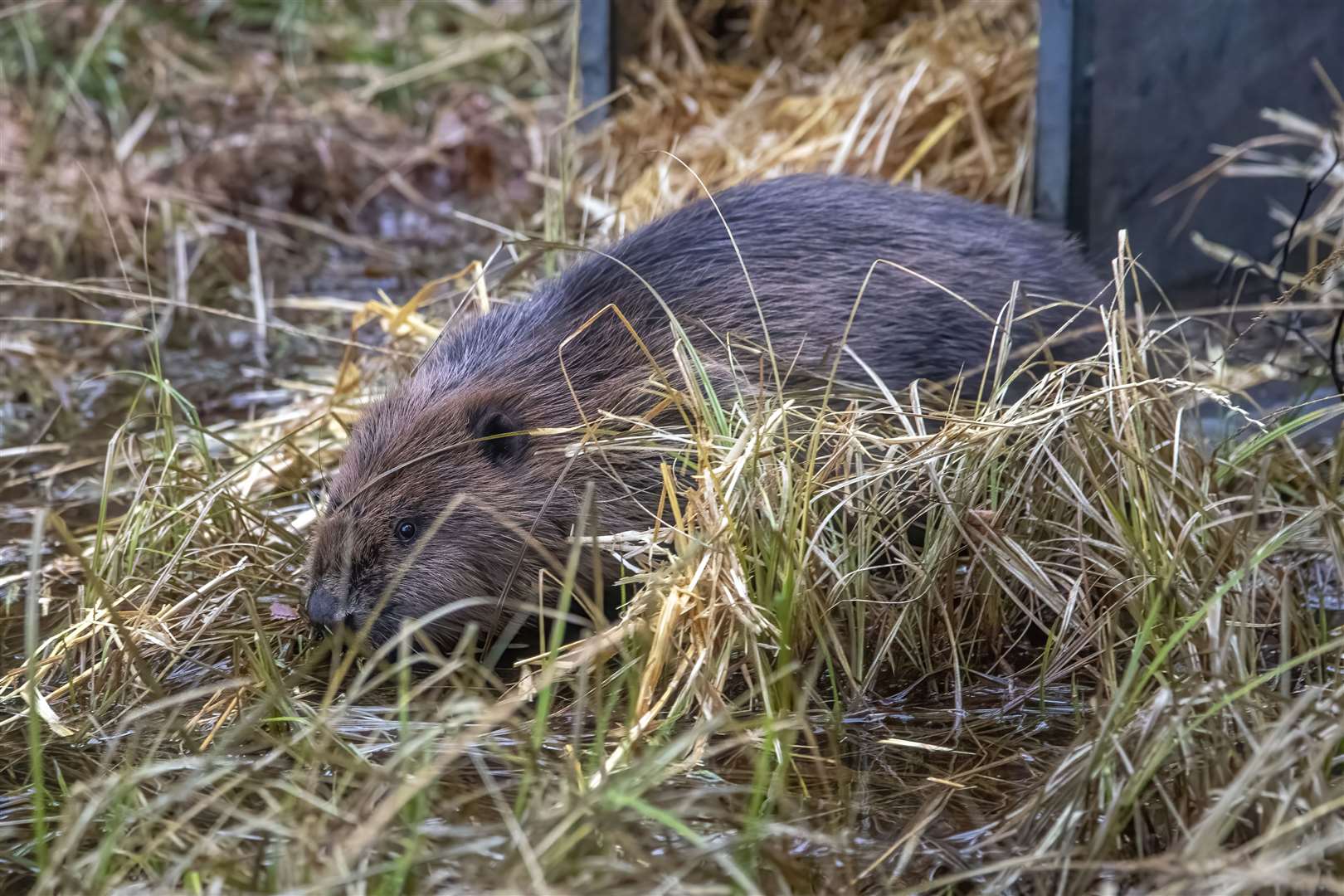 A female beaver leaves the crate and begins to explore her new home in the strath.