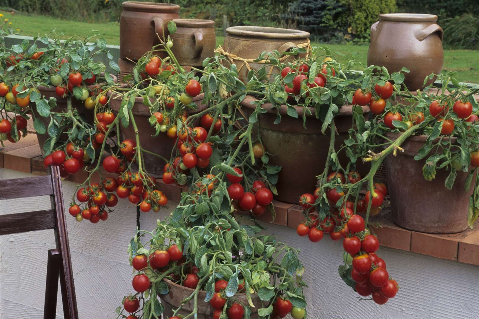 Grow edible plants on balconies, such as tomatoes. Picture: iStock/PA