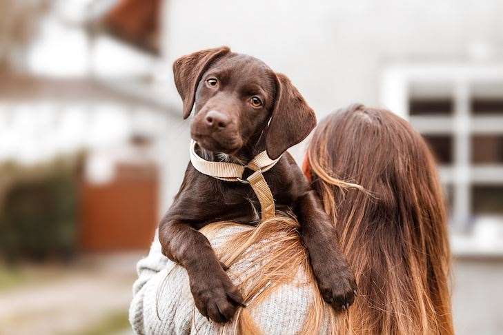 Labrador retriever puppy wearing a harness being carried outdoors.