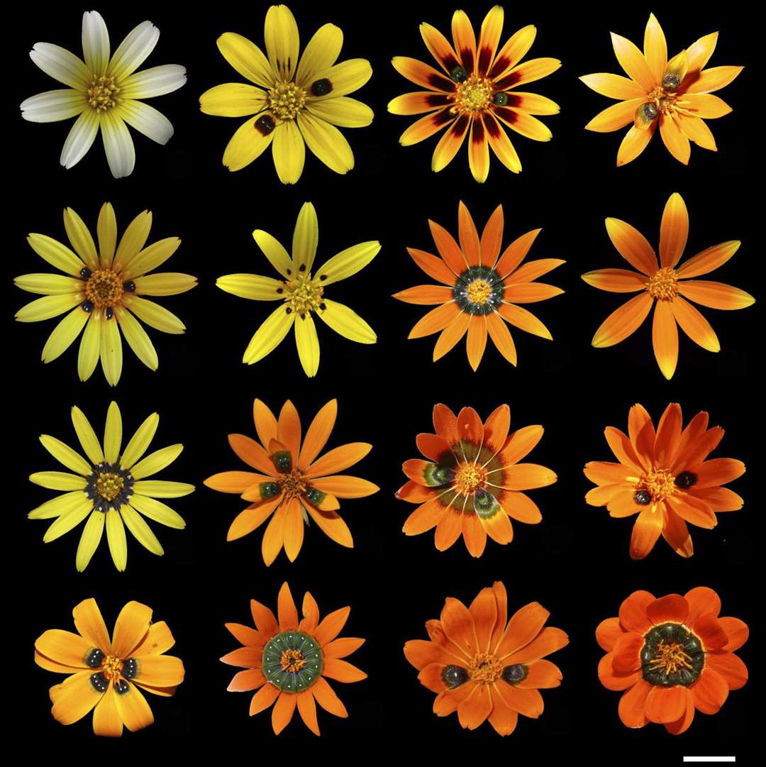 Different types of Gorteria have different spot variations (A Ellis/University of Cambridge)