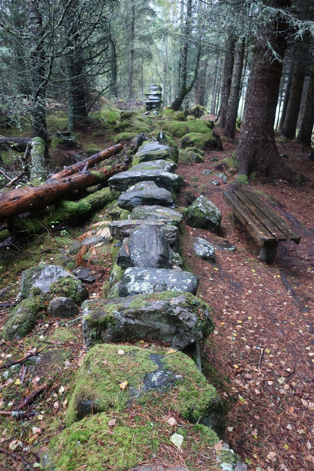 An old stone dyke within the forestry shows its age with mosses and lichens.