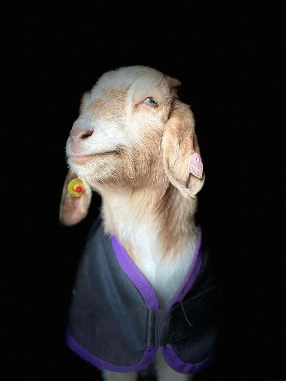 Benjamin the goat, owner Paula.