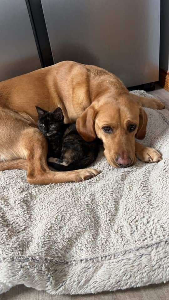 Terri Farr sent in a picture of Heidi the dog and her new best friend Tilly, the kitten.