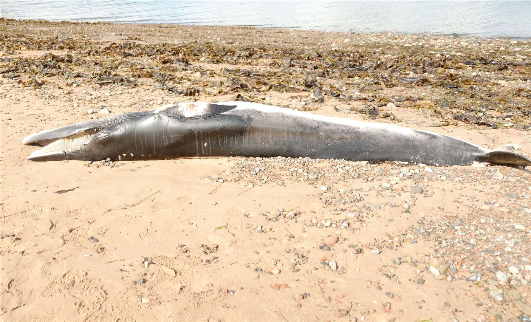 Minke whale washed up on Cromarty beach. Photo: Martin Cragg