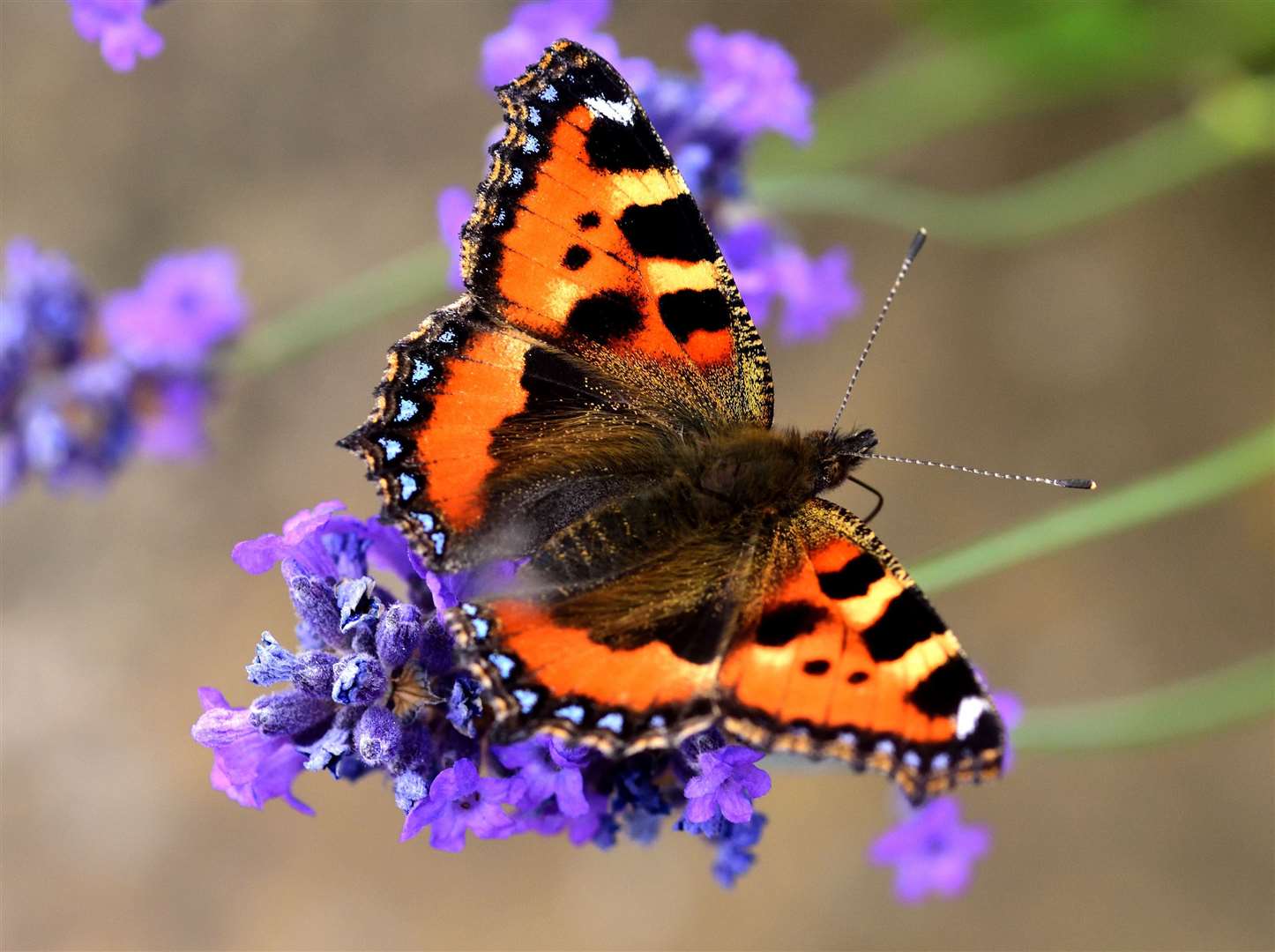 A red admiral on lavender. Picture: Margaret Holland/PA