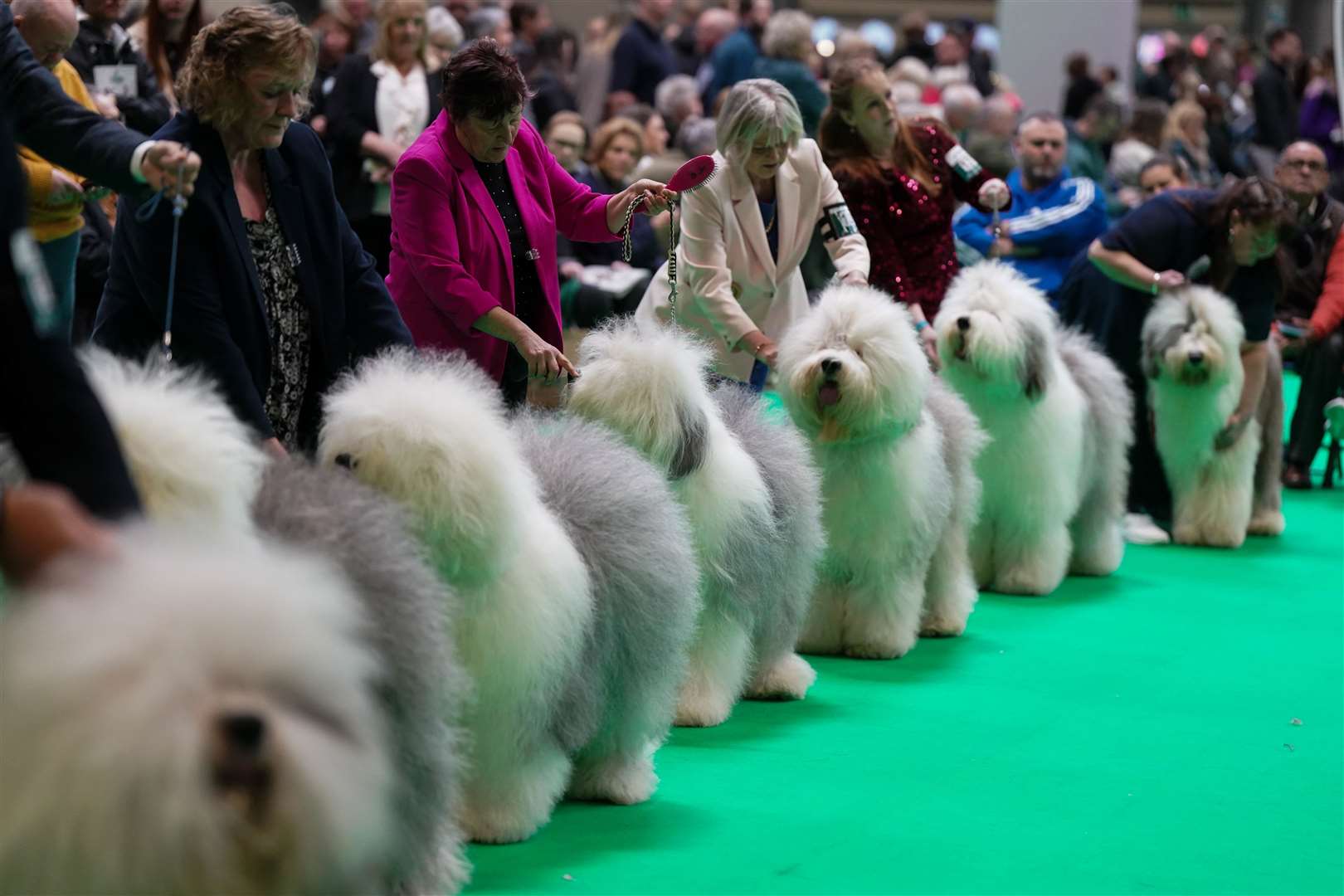 Handlers display their Old English sheepdogs, one of the pastoral breed groups (Jacob King/PA)