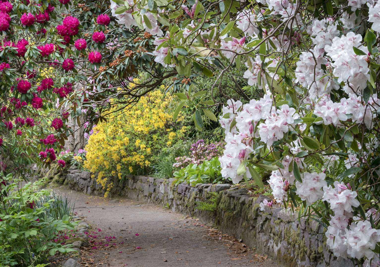 Inverewe has more than 400 varieties of rhododendron across the estate.